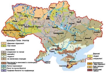Основні типи ґрунтів. Карта ґрунтів. Ґрунтові ресурси України » Географія